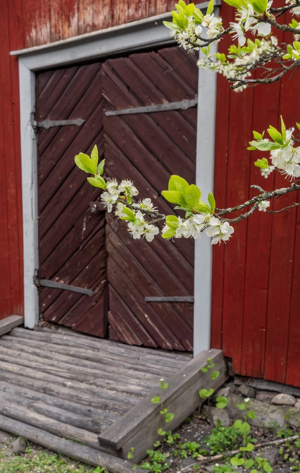 Flowers in the courtyard at the Qwensel House with a red door in the background